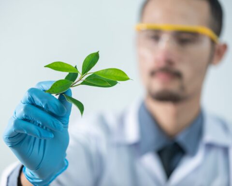 person holding green leafed plant
